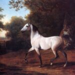 White Arabian Horse – Oil Painting On Canvas