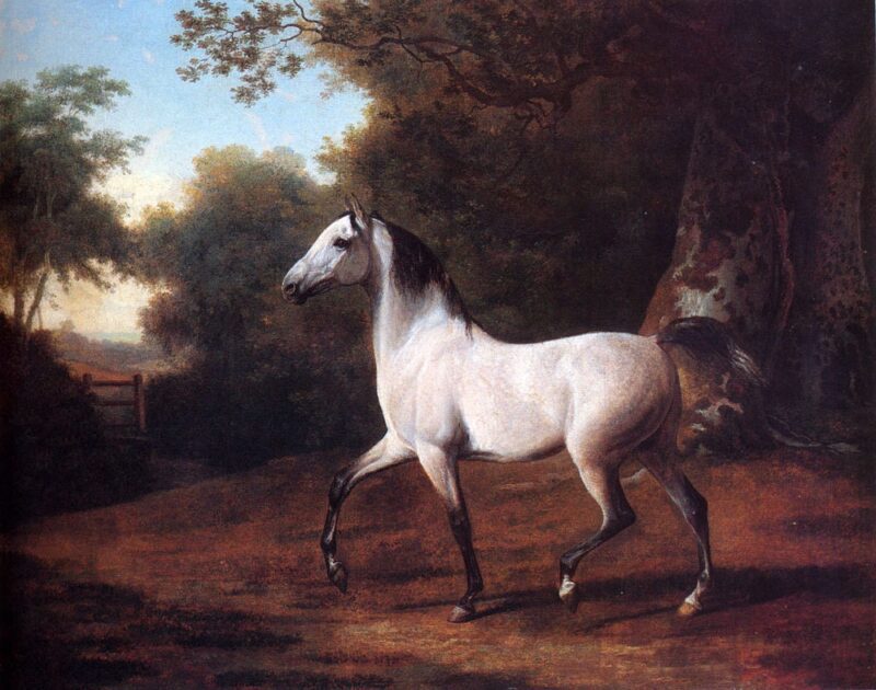 White Arabian Horse - Oil Painting On Canvas